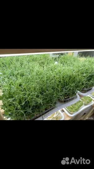 Микрозелень