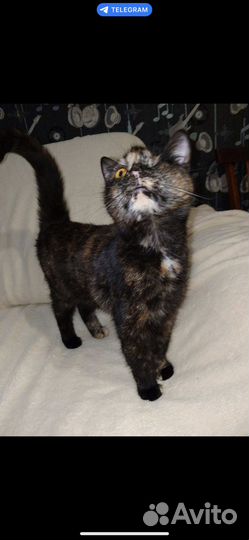 Кошечка в добрые руки