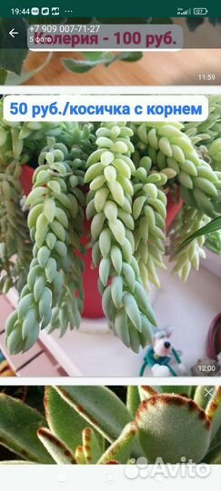 Фикус и другие растения