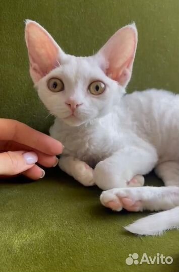 Девон-рекс белый котик Денди