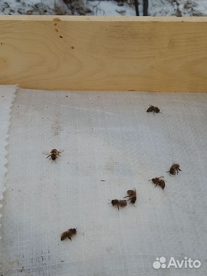 Для поделок, творчества, декора. Пчела (сушëная)