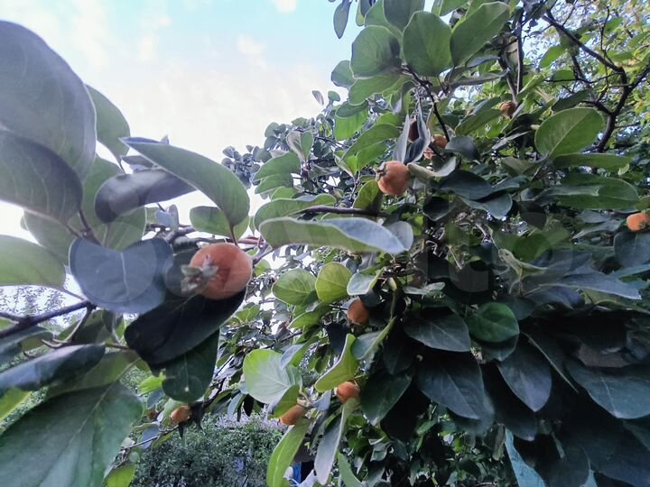 Дом 75 м² на участке 15 сот.