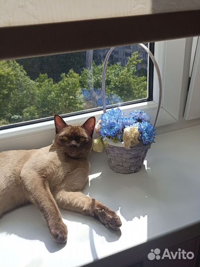 Вязка бурманский кот