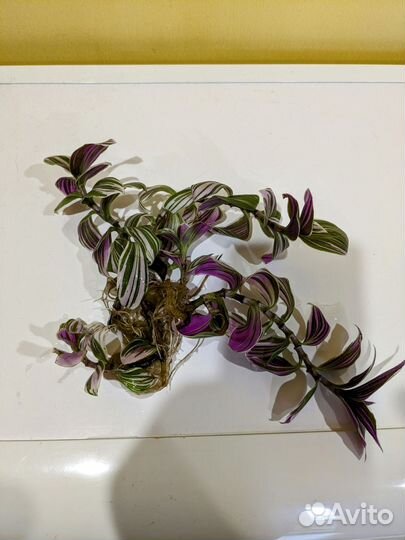 Комнатные растения цветы