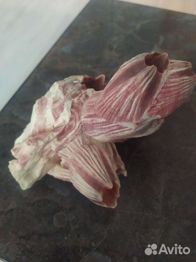 Ракушка, коралл с Азовского моря