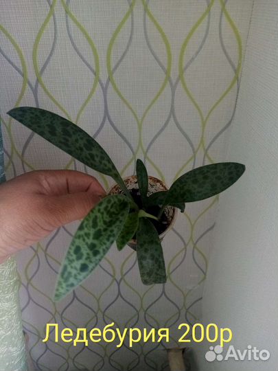 Комнатные растения