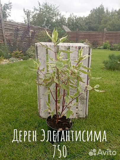 Многолетнее растение для сада Дерен Элегантисима