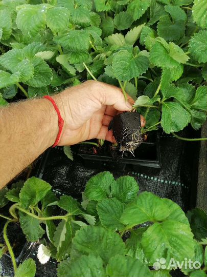 Рассада клубники