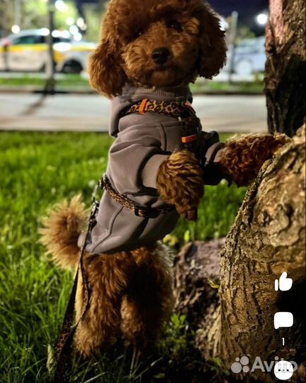 Одежда для маленьких собак и средних пород