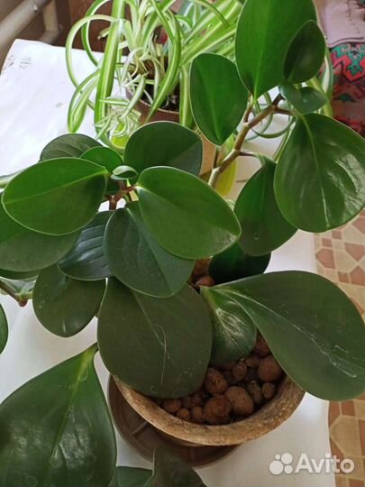 Хлорофитум кудрявый,Пеперомия туполистная