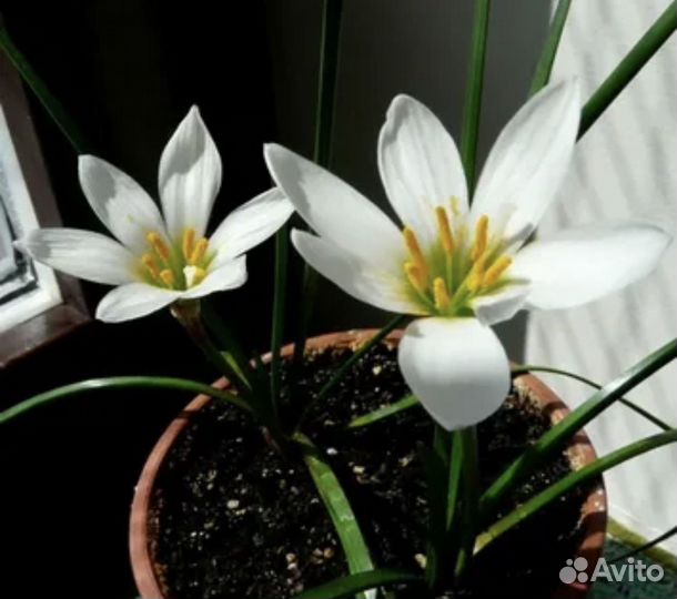 Зефирантнс