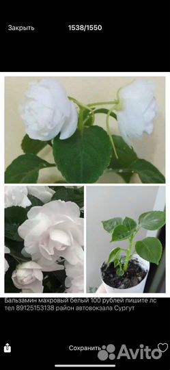 Комнатные цветы