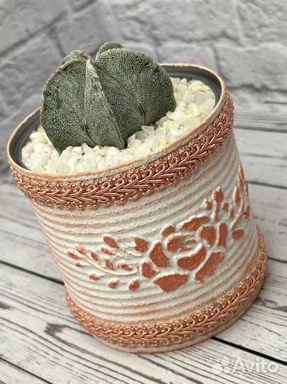 Кактусы и суккуленты