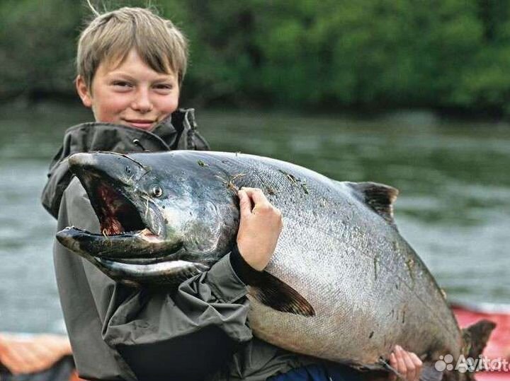 Рыбалка. Камчатка. Туризм