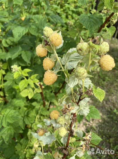 Саженцы Малины жёлтой, красной. Ежевика