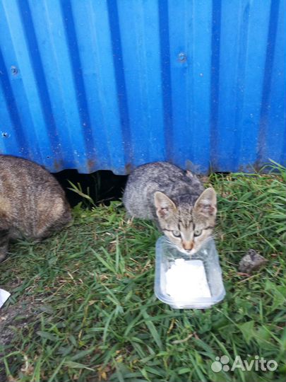 Котята ищут дом