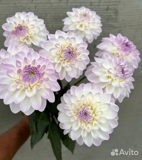 Георгины клубни Эвелин (Eveline)