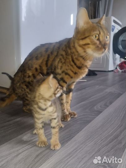 Бенгальские котята