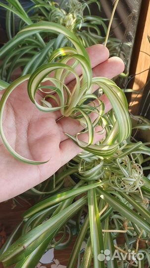 Хлорофитум кудрявый