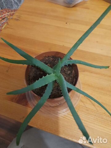 Алоэ столетник