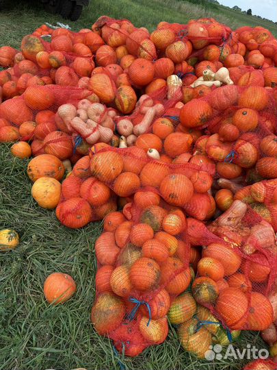Тыква на корм животным