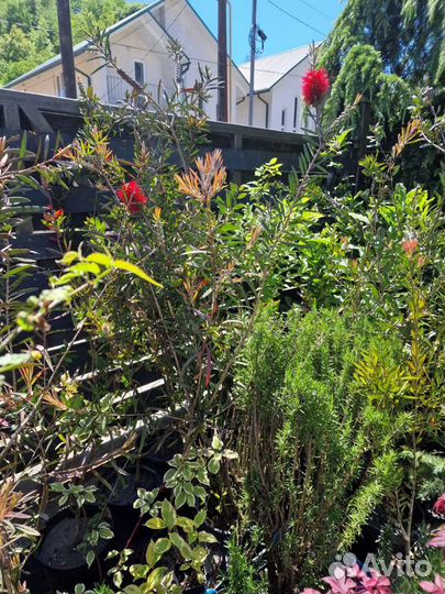 Каллистемон