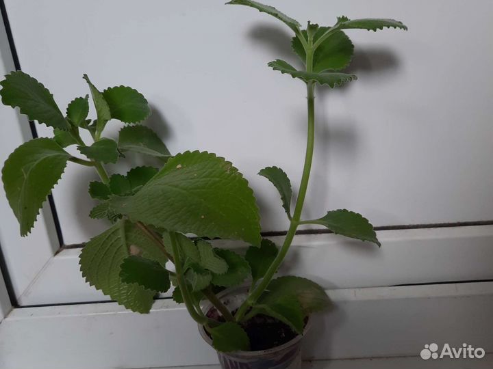 Комнатная мята