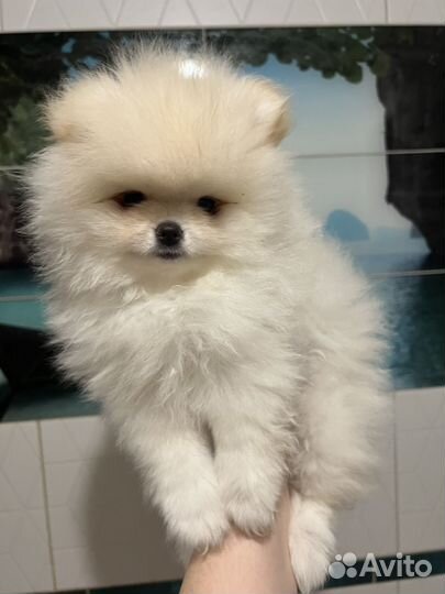 Померанский шпиц