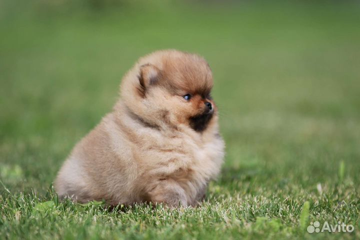 Шпиц щенки померанский mini 