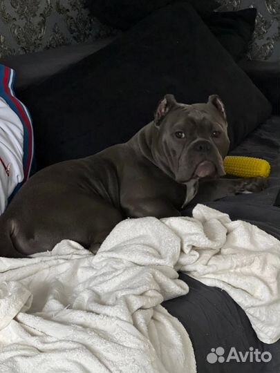 Американский булли покет вязка