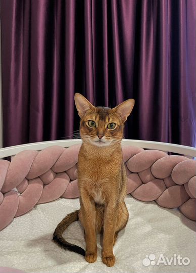 Абиссинский кот вязка