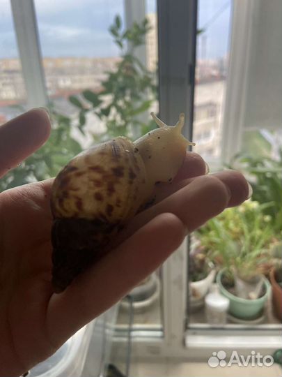 Улитки ретикулята