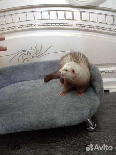 Домашний хорек