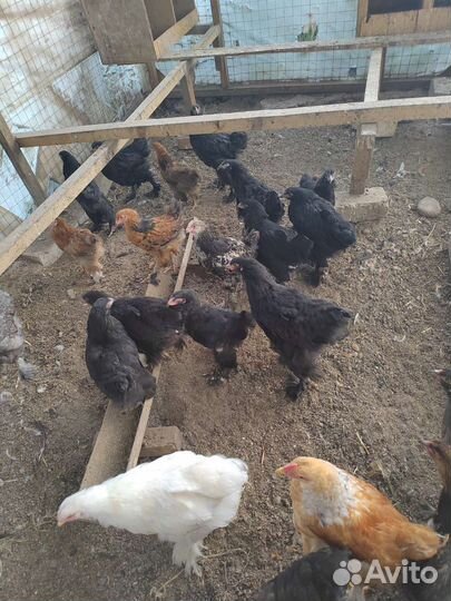Цыплята и куры брама