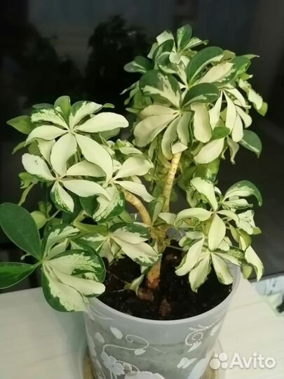 Шефлера вариегатная, спатифиллум домино