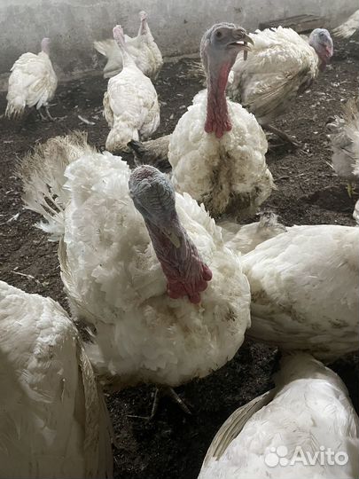 Индюки на мясо