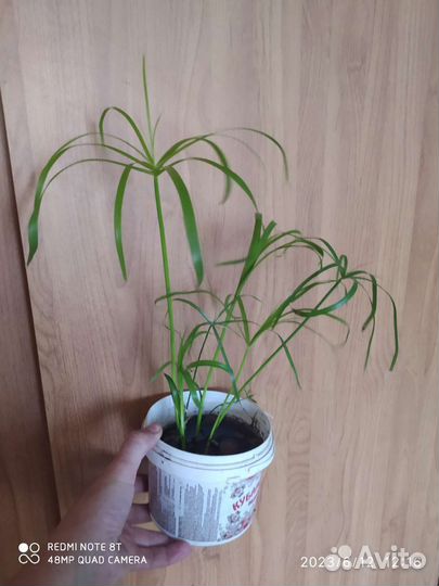 Циперус или болотная пальма