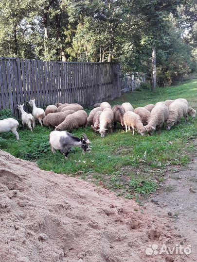 Овцы бараны