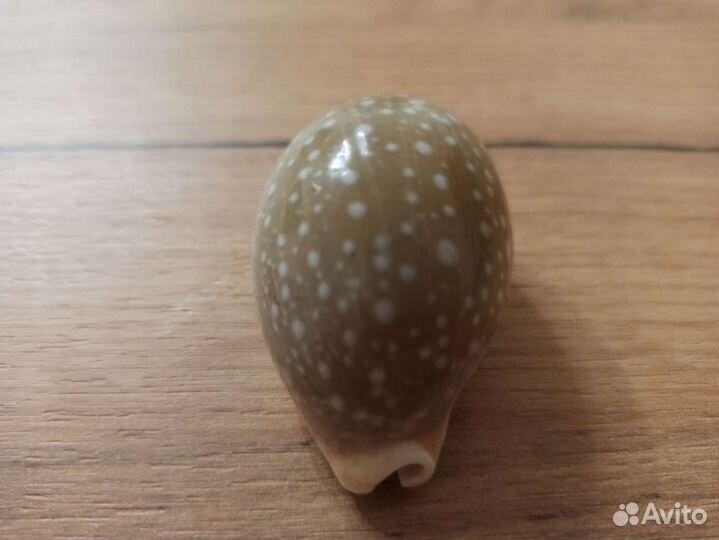 Морская раковина