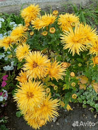 Хризантема