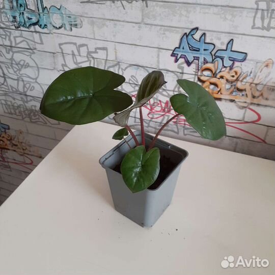 Алоказия Принцесса Юкатан