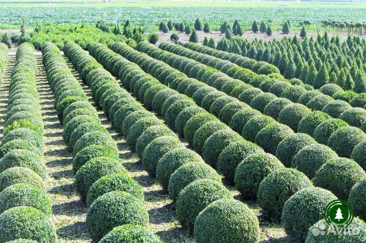 Туя шаровидная разных размеров