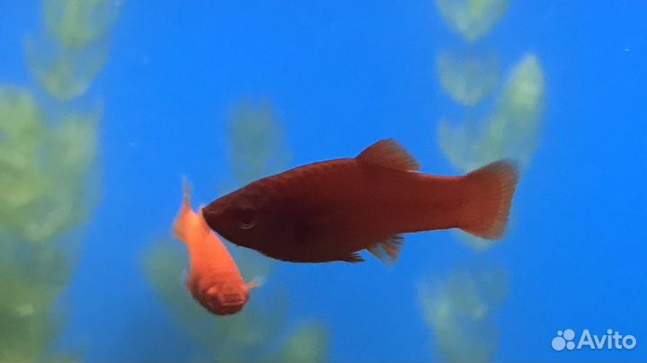 Перистолистник красностебельный