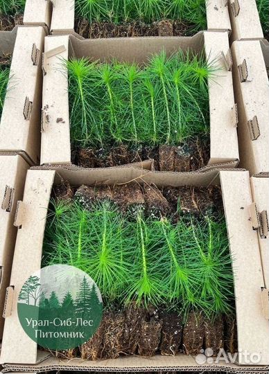 Сеянцы зкс Сосна окс Ель Лиственница Горная