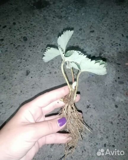 Рассада клубники