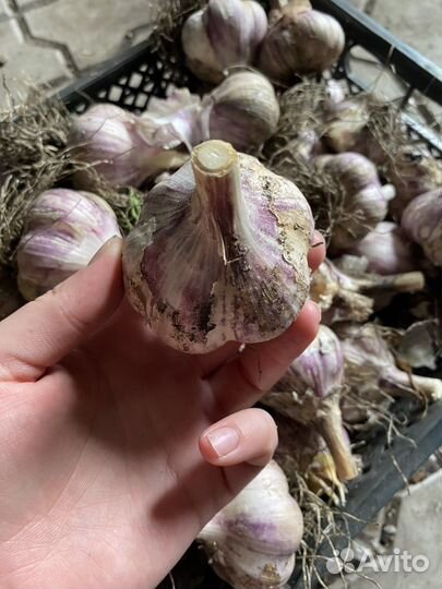 Чеснок