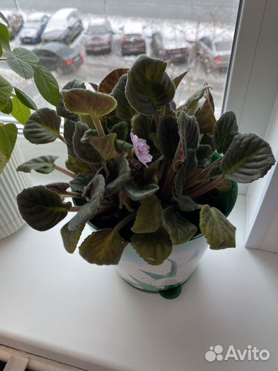 Комнатные растения цветы