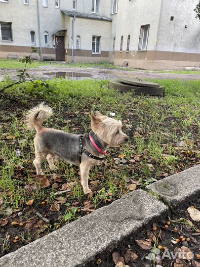 Найдена собака