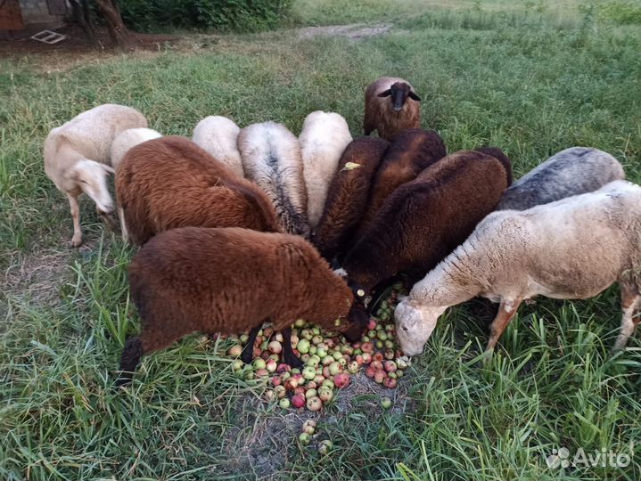 Баран, овцы и ягнята