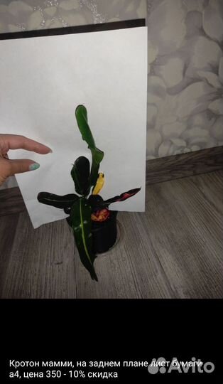 Комнатные растения